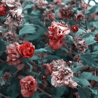 کاور آهنگ Adam (feat. Ashkan Mousavi) از Bahram